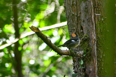 Atlapetes leucopterus
