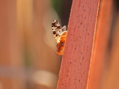 Austrotephritis poenia