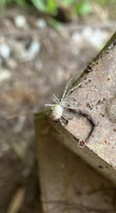 Cryptachaea gigantipes