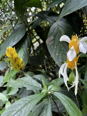 Pachystachys lutea