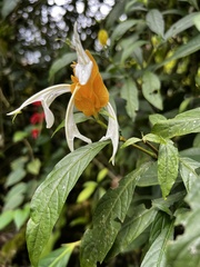 Pachystachys lutea
