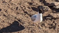 Chroicocephalus serranus