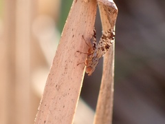 Austrotephritis poenia