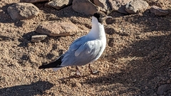 Chroicocephalus serranus