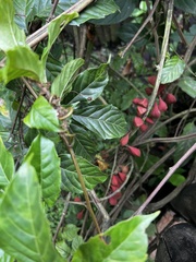 Angiospermae