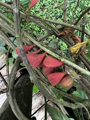 Angiospermae