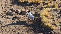 Chroicocephalus serranus