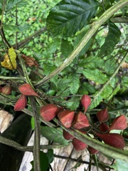 Angiospermae