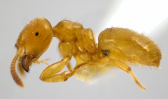 Lasius brevicornis