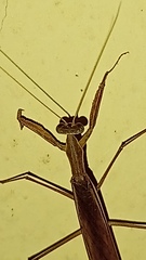Musoniella