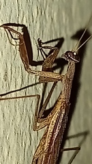 Musoniella