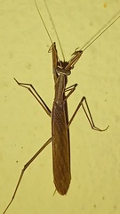 Musoniella