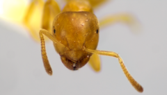 Lasius brevicornis