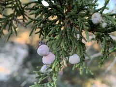 Juniperus arizonica