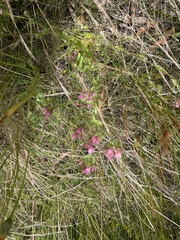 Centaurium