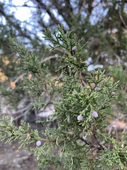 Juniperus arizonica