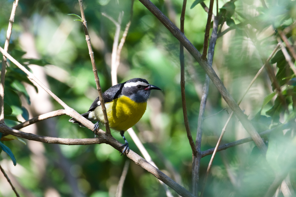 Puerto Rican Bananaquit From Roosevelt Roads, Ceiba, Puerto Rico On ...