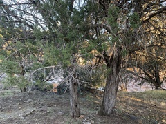 Juniperus arizonica
