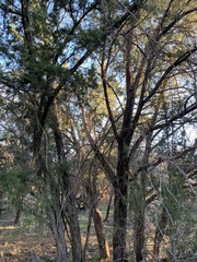 Juniperus arizonica