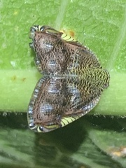 Ricanula