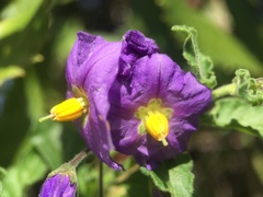 Solanum parishii