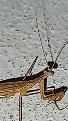 Musoniella