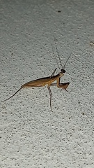 Musoniella