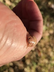 Paropsisterna crocata