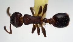 Temnothorax schaumii