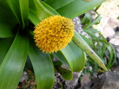 Bulbinella rossii