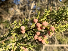 Juniperus arizonica