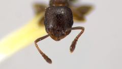 Temnothorax schaumii