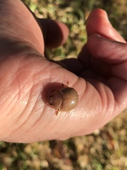 Paropsisterna crocata