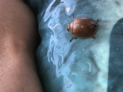 Paropsisterna crocata