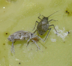 Brevicoryne brassicae