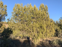 Juniperus arizonica