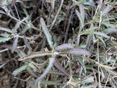 Melampodium leucanthum