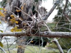 Tillandsia recurvata