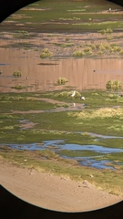 Oressochen melanopterus