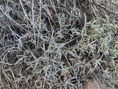 Melampodium leucanthum