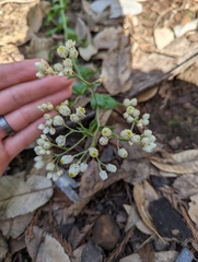 Pseudognaphalium californicum