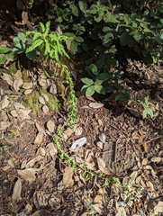 Pseudognaphalium californicum