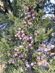 Juniperus arizonica