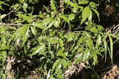 Pittosporum illicioides