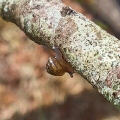 Strobilops