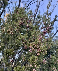 Juniperus arizonica