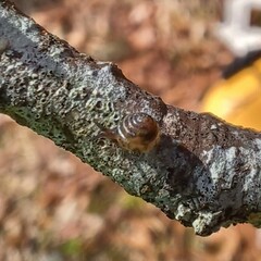 Strobilops