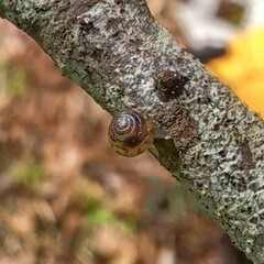 Strobilops