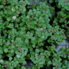 Pilea tenerrima