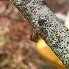 Strobilops